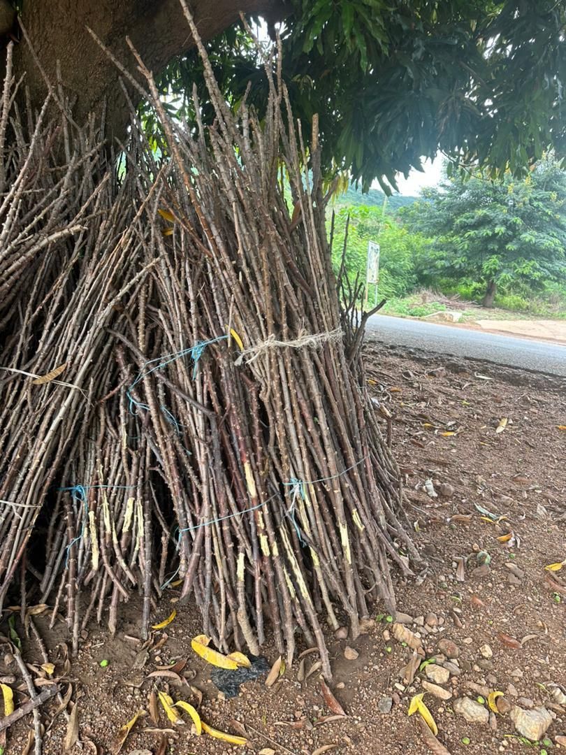 Dried Cassava