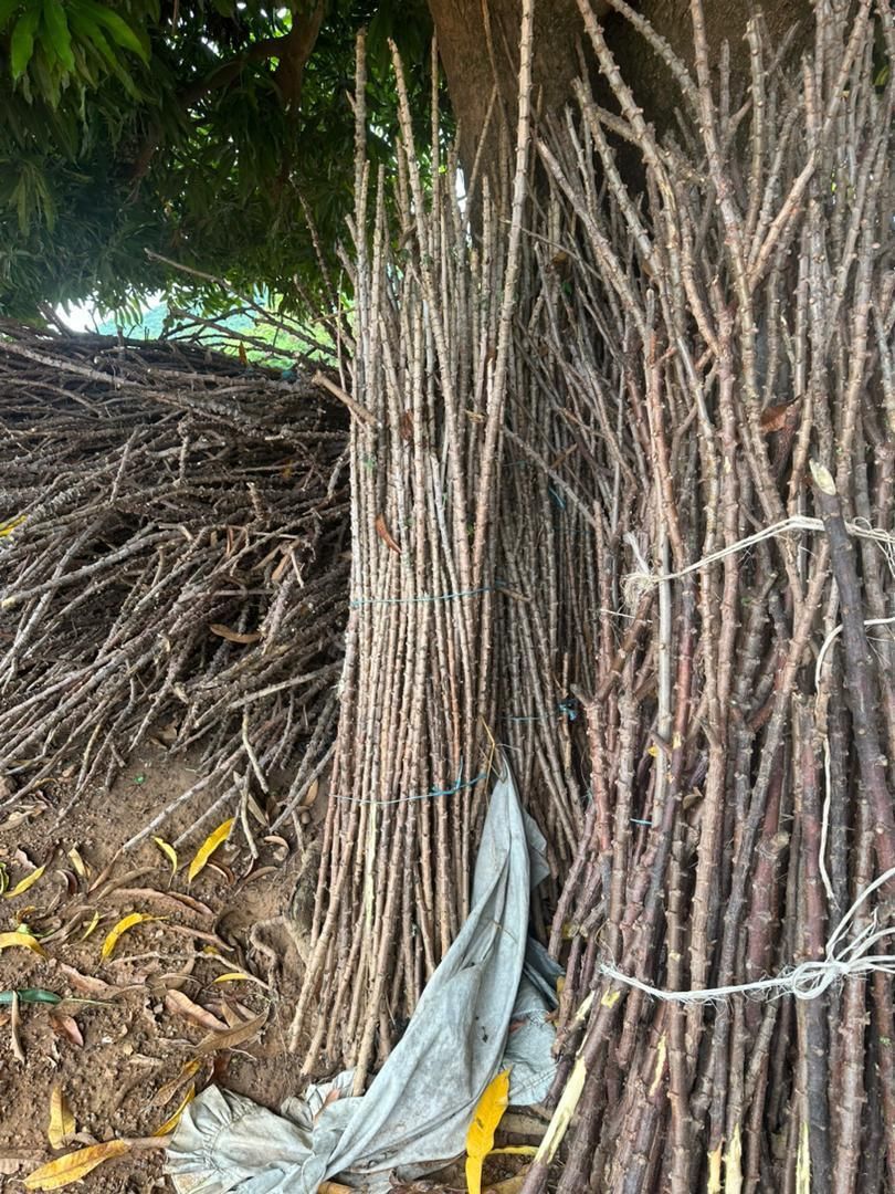 Dried Cassava