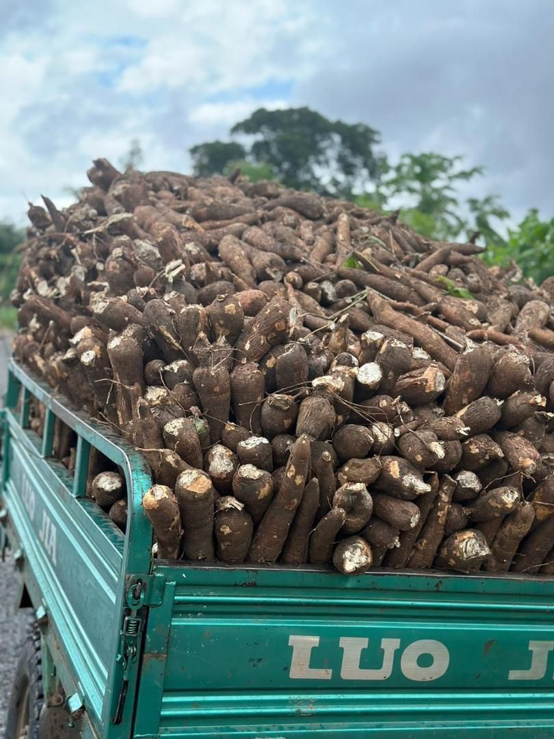 Dried Cassava