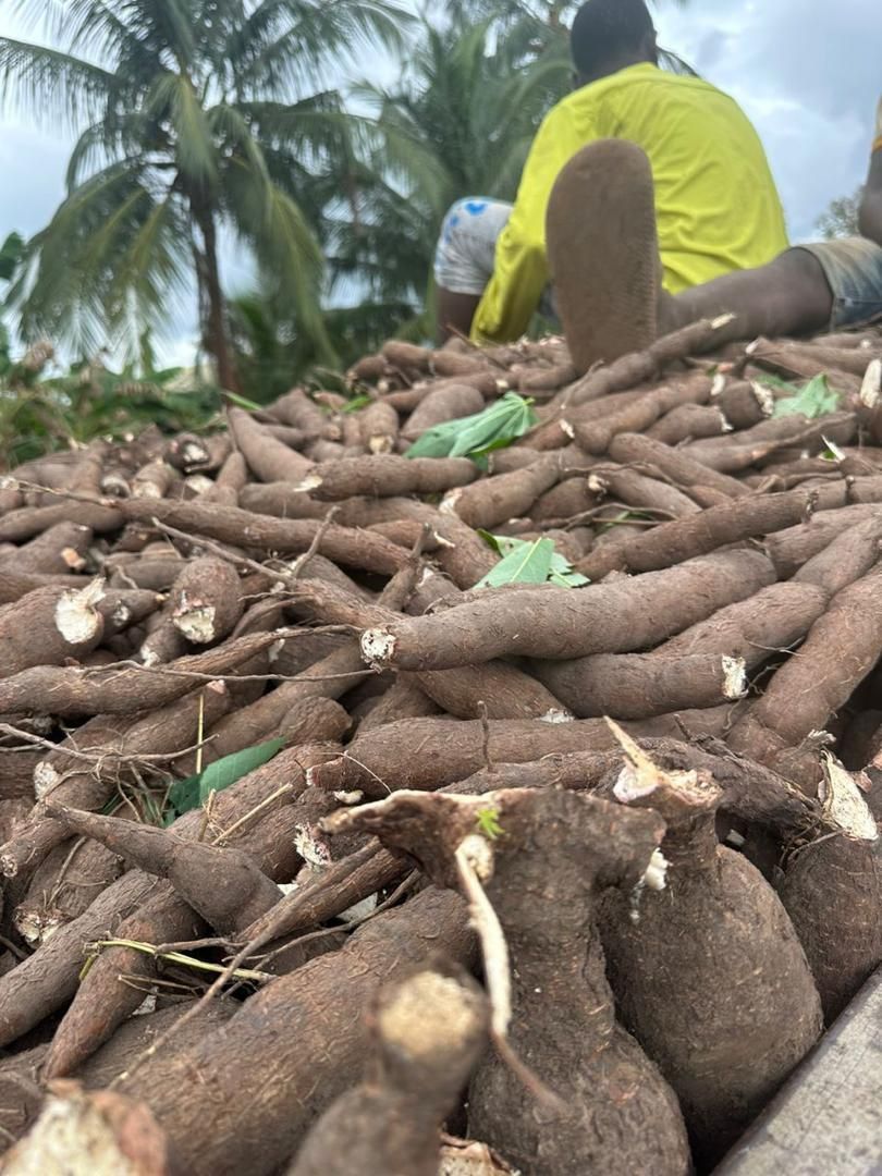 Dried Cassava